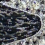 مشکی نقره ای